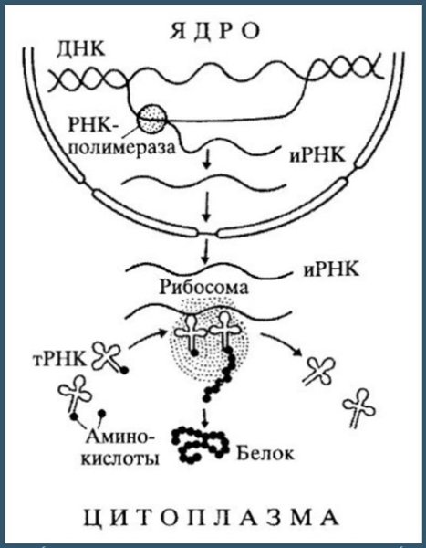 Схема биосинтеза белка в живой клетке