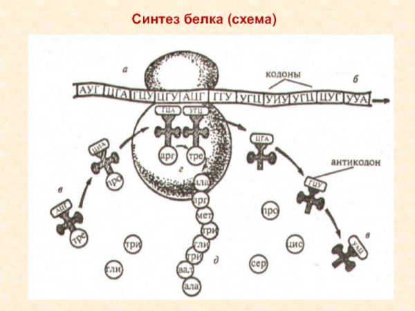 Схема трансляции синтеза белка