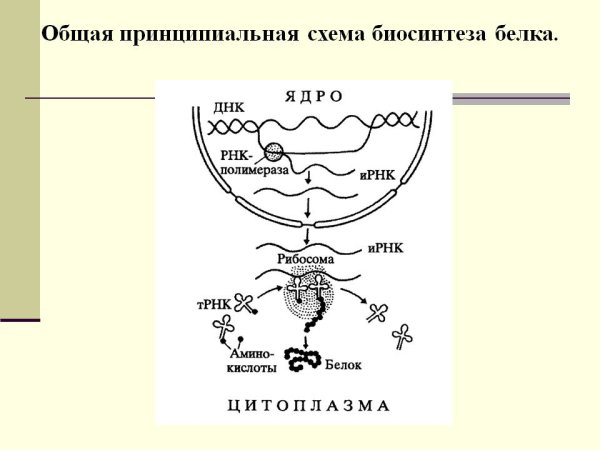 Процесс биосинтеза белка схема