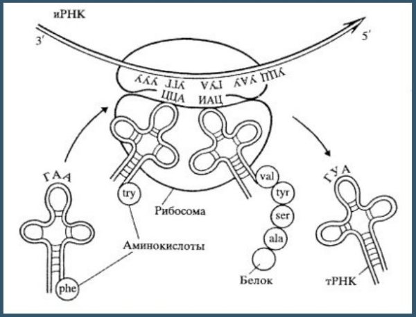 Схема синтеза белка в рибосоме