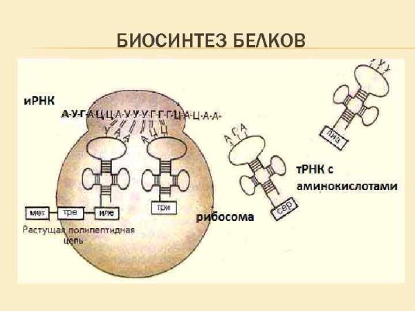 Биосинтез белка на рибосоме