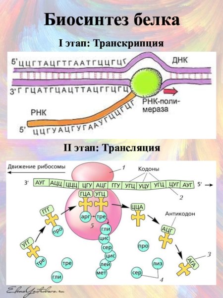 Процесс транскрипции в синтезе белка схема