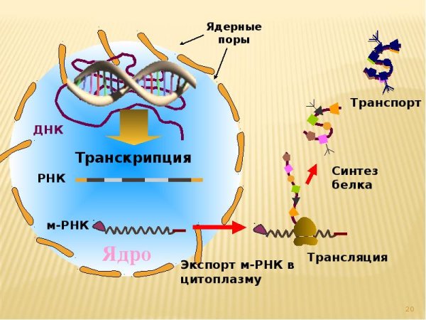 Схема синтеза белка в клетке