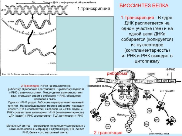 Схема синтеза белка в клетке