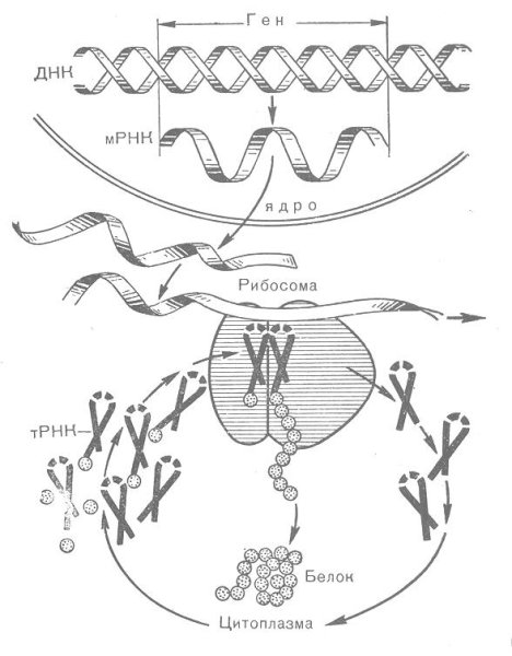 Биосинтез белка в клетке схема