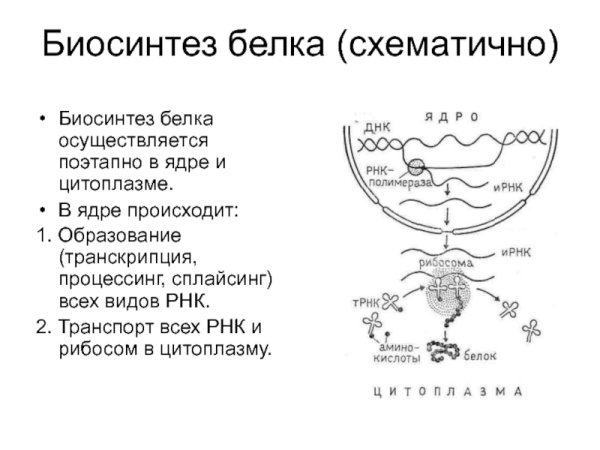 Трансляция Биосинтез белка кратко