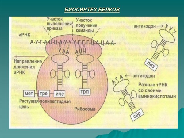 Биосинтез белков трансляция биохимия