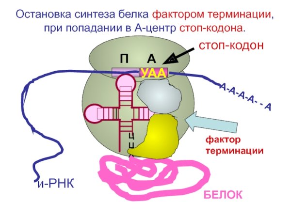 Трансляция Биосинтез белка схема