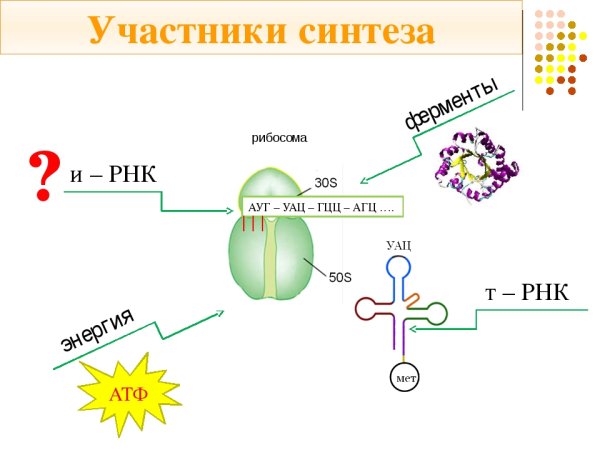 Биосинтез белка в клетке 10 класс