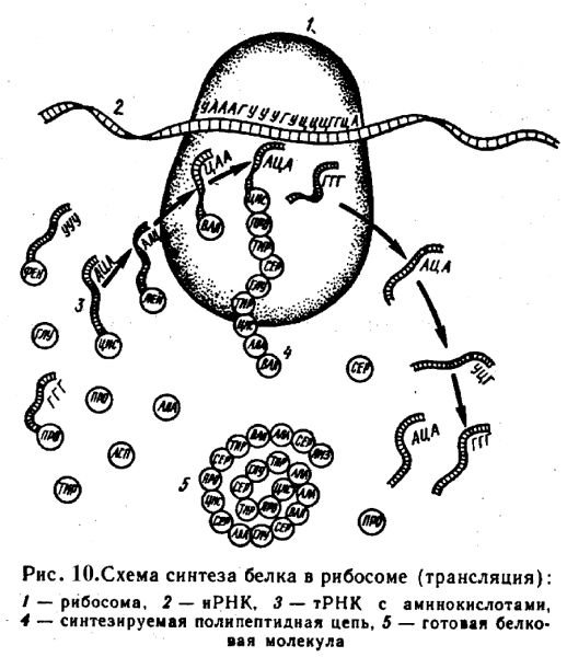 Этапы биосинтеза белка рисунок