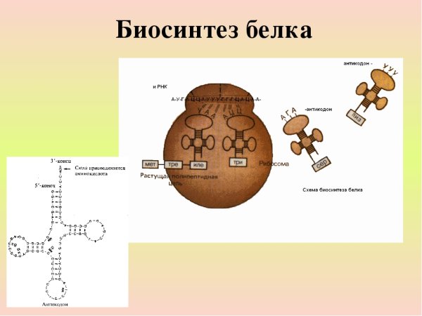 Трансляция процесс синтеза белка