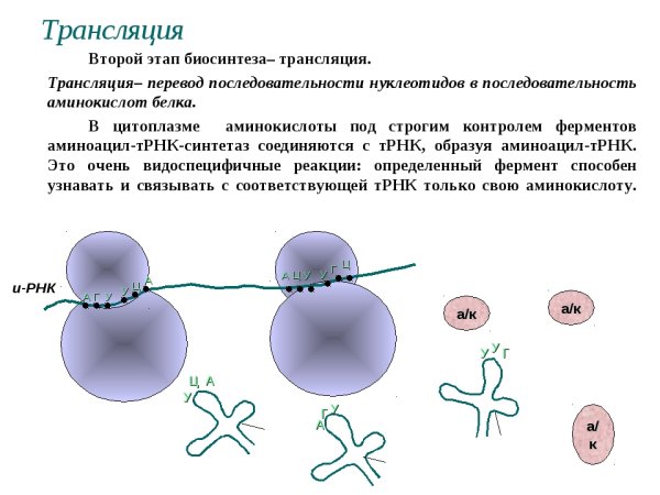 Процесс синтеза белка схема