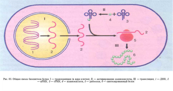 Рибосома в процессе биосинтеза белка