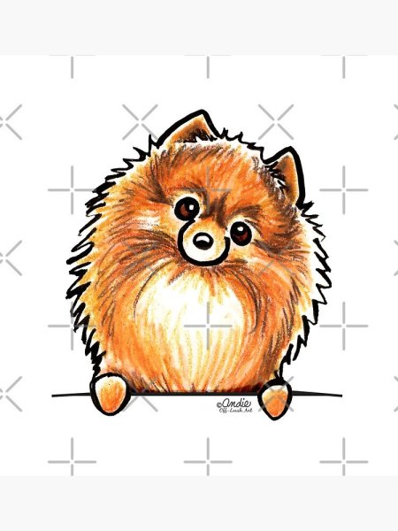 Померанский шпиц рисунок