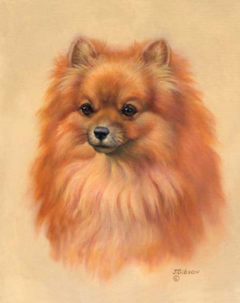 Померанский шпиц портрет