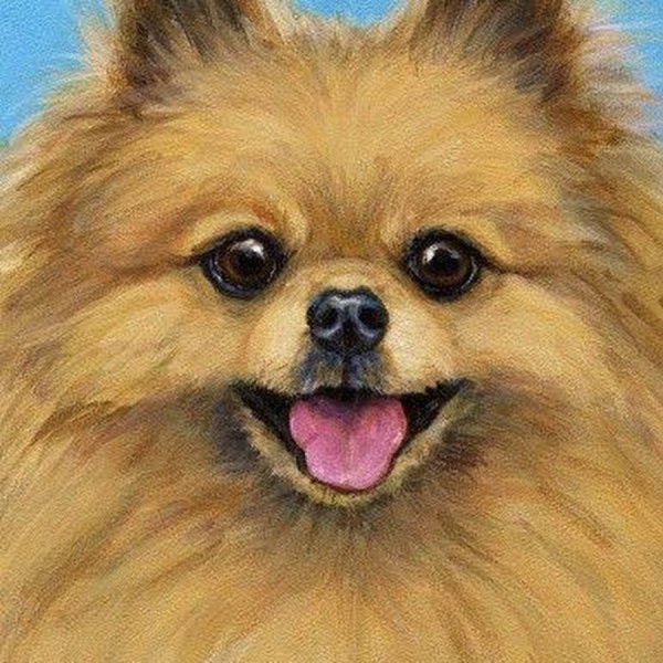 Шпиц померанский Art