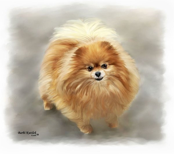 Померанский шпиц портрет