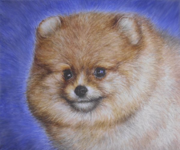 Шпиц померанский Art