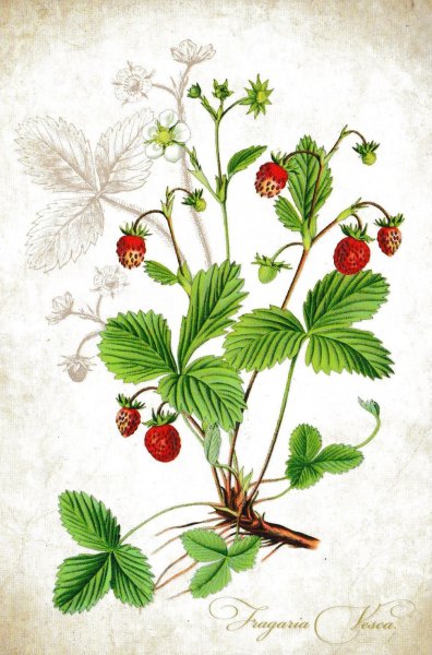 Земляника для дошкольников