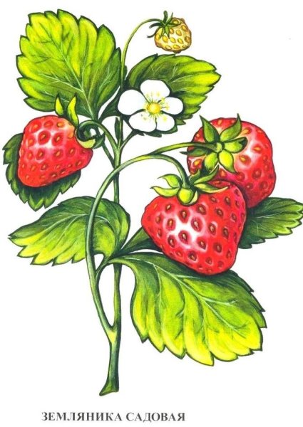 Землянка раскраска для детей