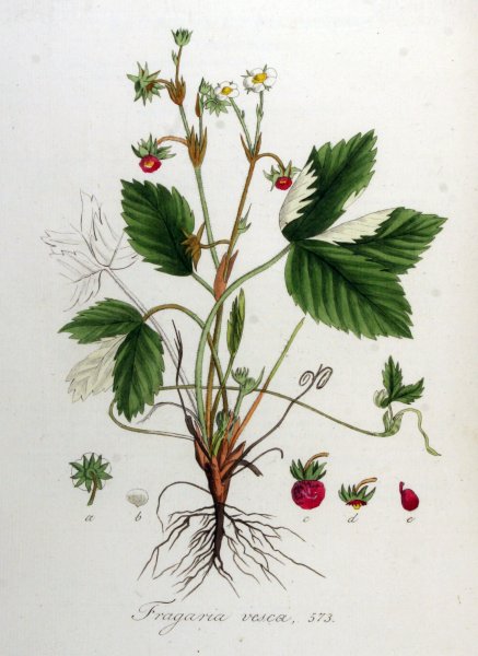 Земляника Лесная гербарий