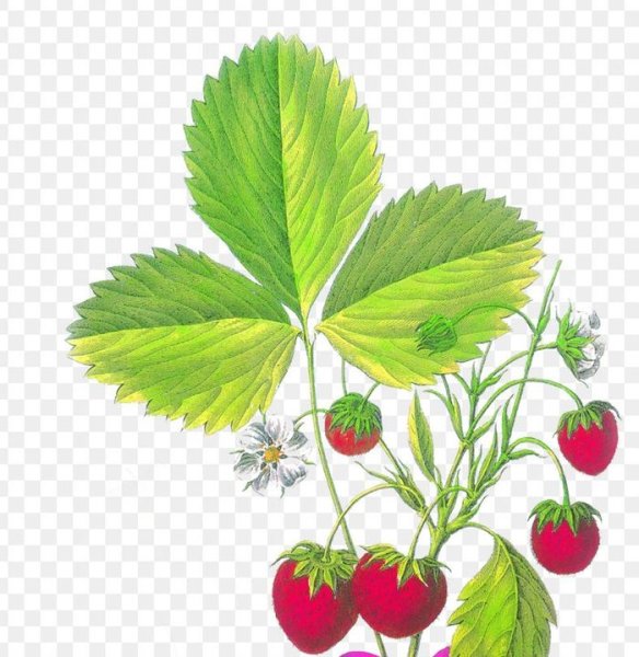 Земляника Лесная ЛРС