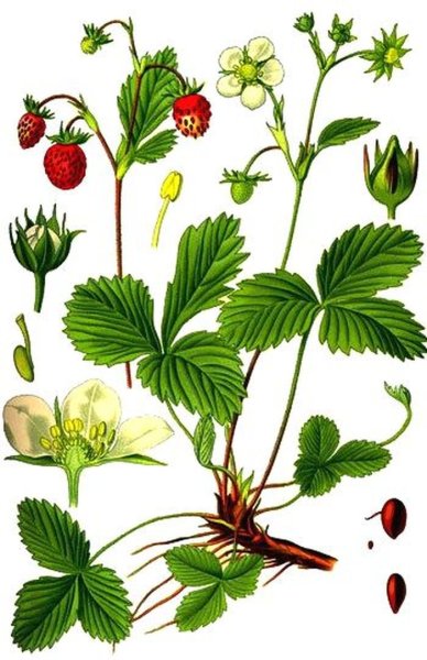 Ягодыи картинка для детей