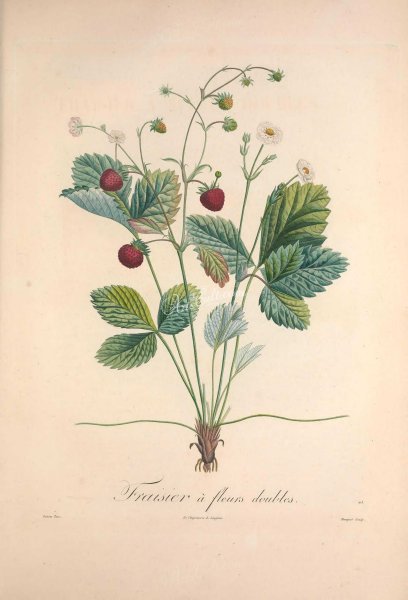 Земляника Лесная ботаника