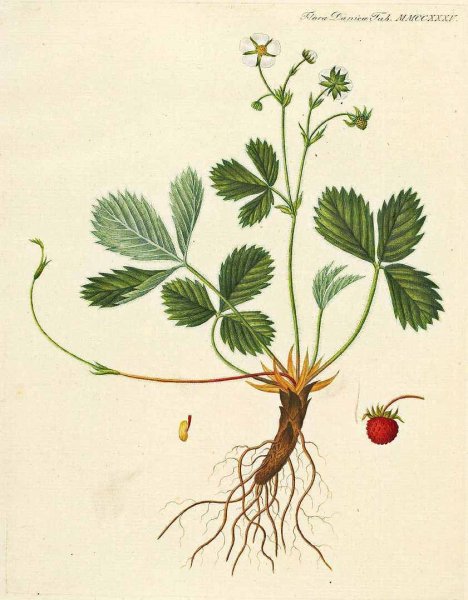 Земляника раскраска