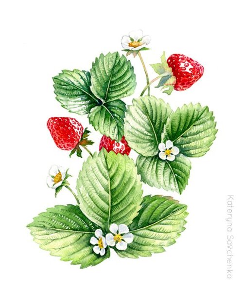 Ягоды картинки для детей