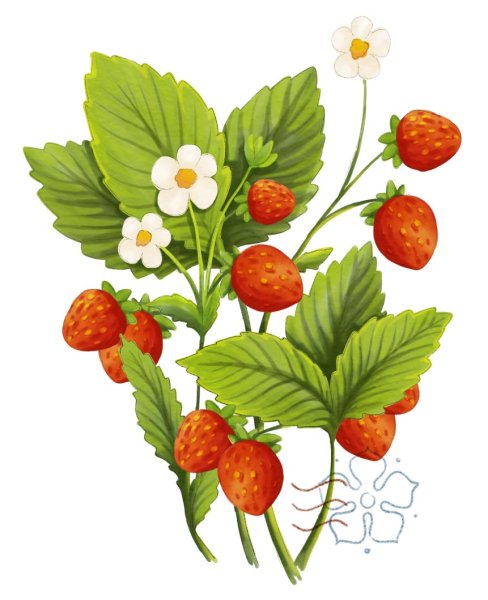 Соцветие земляники Лесной