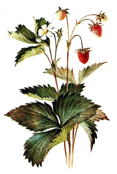 Земляника Лесная гербарий