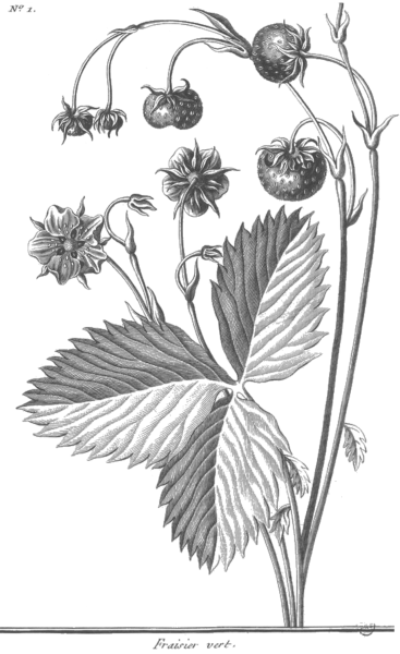 Лесные ягоды рисунок