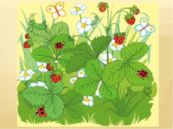 Куст клубники