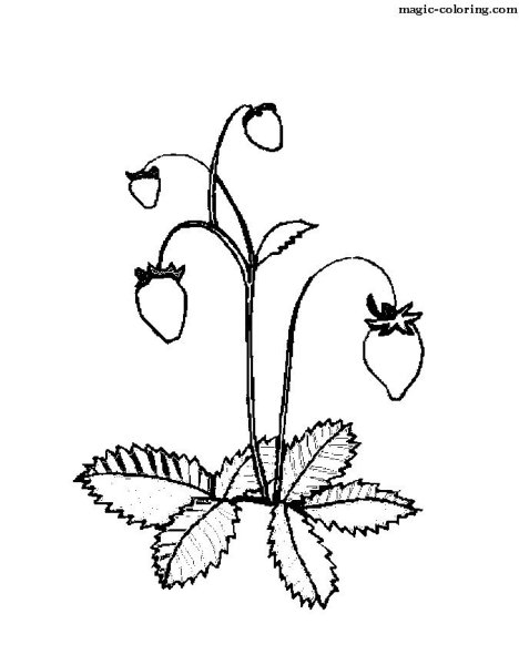 Земляника раскраска для детей