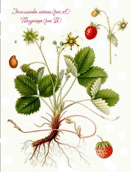 Земляника Лесная корень