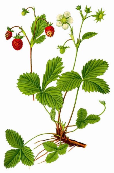 Земляника гравюра