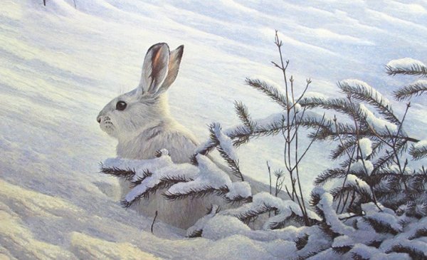 Рисование заяц зимой