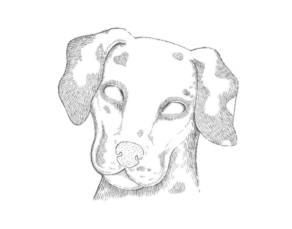 Мордочка собаки карандашом