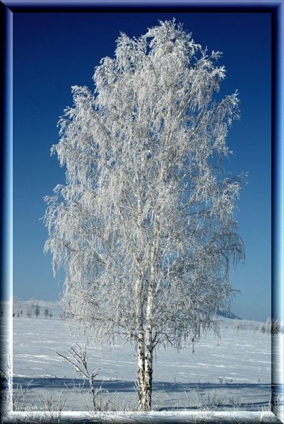 Рисование зимних деревьев