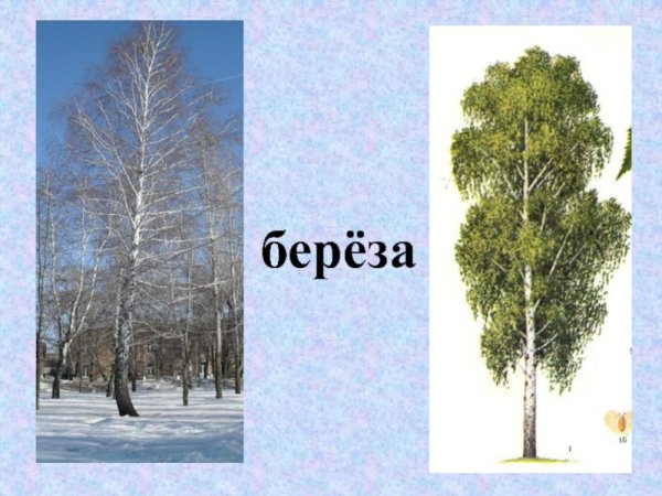 Зимняя береза рисунок карандашом