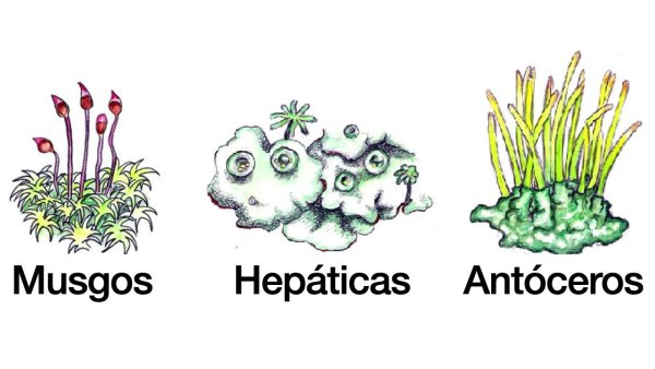 Нарисовать мох