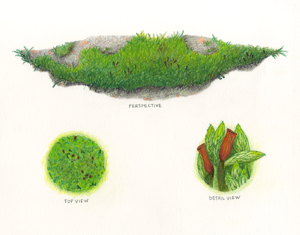 Зарисовка мха