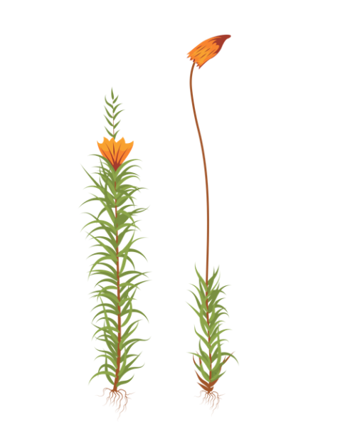 Листостебельные мхи Кукушкин лен