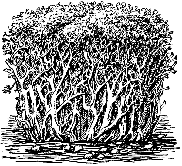 Лишайник ягель