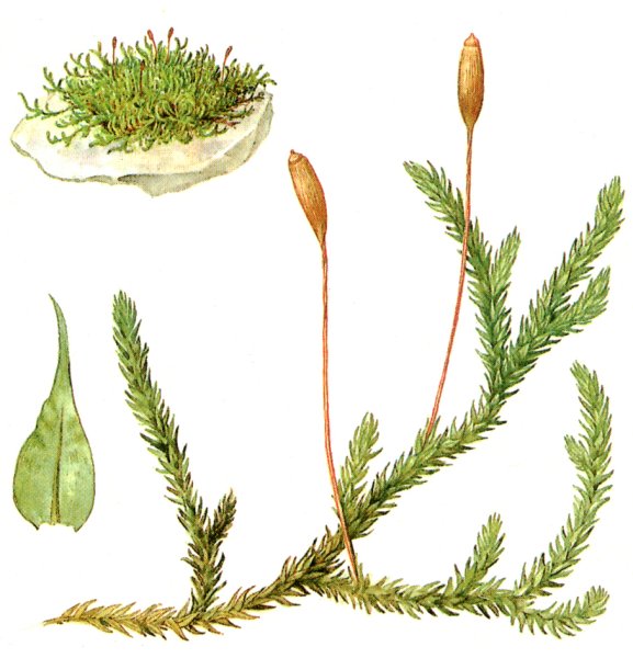 Кукушкин лен ботаника