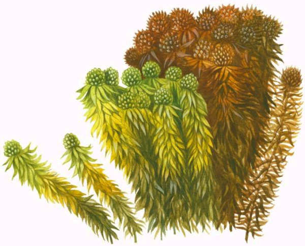 Нарисовать мох