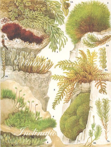 Сфагнум Ботаническая иллюстрация