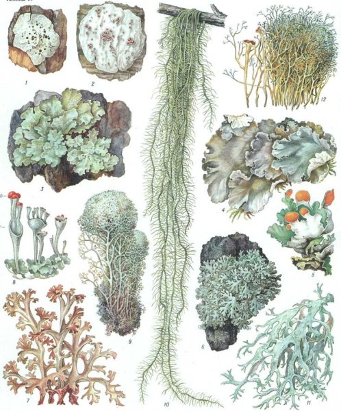 Лишайники средней полосы России