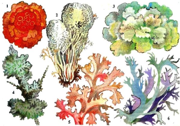 Что такое Олений мох в биологии